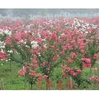 現(xiàn)貨供應(yīng)百日紅，木槿花