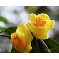 供應(yīng)中國上海金花茶苗 廣西金花茶苗基地 金花茶產(chǎn)地