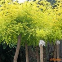 苗木,綠化苗木,全紅楊,楊樹,柳樹,欒樹,中華紅葉楊