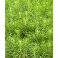 供應中國玉林馬尾松苗 濕地松苗 杉木苗 松木苗 松樹苗 本地松苗