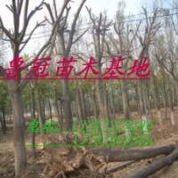 臭椿 千頭椿