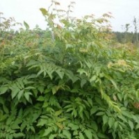 供應速生椿芽木苗 木材用香椿木苗 香椿樹 香椿