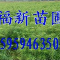 杉木苗,良種杉木苗,紅豆杉,紅豆杉苗,紅豆杉種子,杉樹,杉木種子,