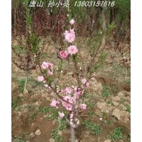 紅葉碧桃小苗 河北碧桃小苗 保定碧桃小苗