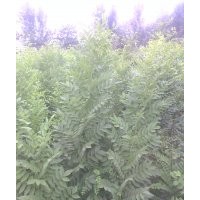 出售；速生國槐小苗。。50萬顆，，速生白蠟小苗20萬顆