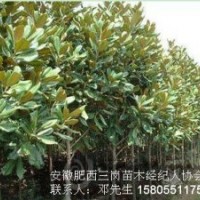 安徽/三崗/苗木/香樟/大葉女貞/廣玉蘭/桂花/紫薇/批發(fā)價(jià)格/