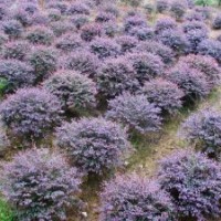 紅花繼木