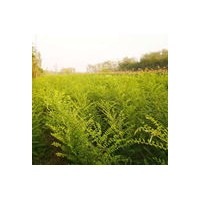 出售一年生國(guó)槐小苗