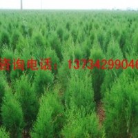 供應(yīng)白皮松