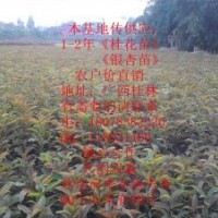 專供1-2年〈銀杏小苗，桂花小苗》