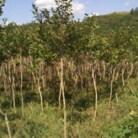獨桿3公分左右全冠紅花小葉紫薇20000棵出售