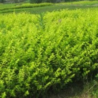 金葉女貞，紅葉小檗，月季常年供應(yīng)綠化苗：金葉女貞花，大葉黃楊