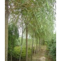 苗農(nóng)供應(yīng)柳樹(shù) 柳樹(shù)種植基地 速生柳價(jià)格 漳河柳價(jià)格、旱柳價(jià)格、
