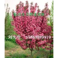北美海棠供應 北美海棠芽苗 冬紅海棠 梨樹苗