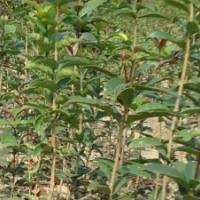 供應(yīng)桂花小苗，紫薇小苗，廣玉蘭小苗，櫻花小苗，紅葉李小苗