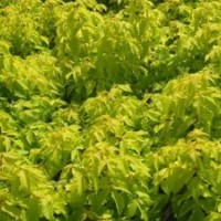 紫葉稠李 金葉復(fù)葉槭 紅葉李 多季玫瑰