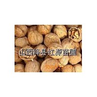 供應(yīng)核桃籽蘋果籽桃胡杏胡國槐籽