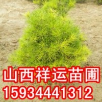 國(guó)槐苗 刺槐苗 五角楓苗 白臘苗 皂角苗 柳樹(shù)苗 楊樹(shù)苗 海