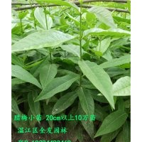 臘梅苗