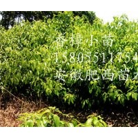 低價(jià)批發(fā)10萬棵香樟小苗，香樟樹當(dāng)年小苗價(jià)格