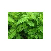 供應(yīng)刺槐苗，5公分刺槐，8公分刺槐，10公分刺槐
