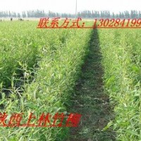 西北--竹柳基地首選--陜西上林竹柳