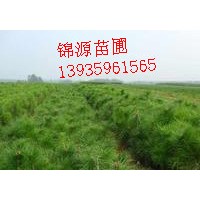 側柏苗 果樹苗 白皮松苗 花椒苗 五角楓苗...