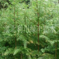 供應(yīng)湖北利川兩年生水杉樹苗水杉小苗水杉樹苗價格
