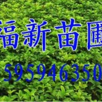 桂花樹苗 桂花種子 桂花苗 桂花批發(fā)