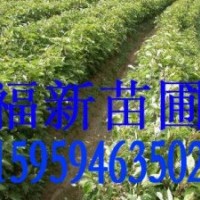 樟樹苗 香樟 香樟種子 香樟苗