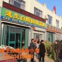 大量供應(yīng)速生白蠟小苗 半成品 秋憋子白蠟苗