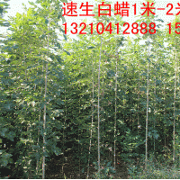 白蠟，園蠟2號，速生柳，垂柳，