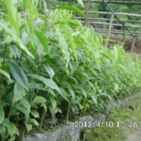 供應(yīng)沉香小苗