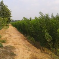 出售12cm-50國槐樹苗