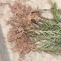 一年精品曼地亞紅豆杉小苗