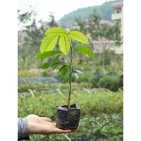 供應(yīng)無(wú)憂樹小袋苗，20-30公分高，冬櫻花、小葉紫薇、竹柏、桂花