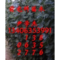 出售：1.5--3公分楊樹(shù)苗