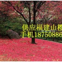 供應福建山櫻花小苗