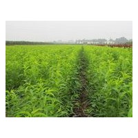 龍柱碧桃苗龍柱碧桃苗價(jià)格山東龍柱碧桃苗龍柱碧桃苗產(chǎn)地