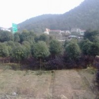 3~12公分八月桂；樟樹苗；廣玉蘭；草皮等
