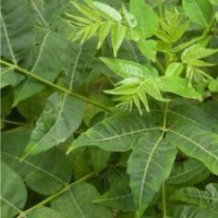 供應(yīng)香椿苗香椿樹苗山西香椿苗價格