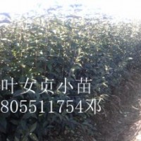 低價(jià)出售香樟小苗，大葉女貞小苗，紫薇小苗，桂花小苗