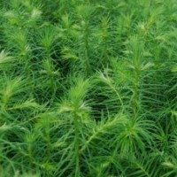 供應(yīng)賓陽(yáng)人工種植杉木苗