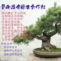 長期供應(yīng)白皮松，油松，國槐苗等