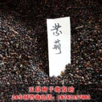 沭陽天晨紫荊種子價格