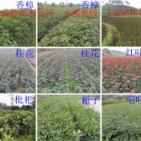 批發(fā)小苗香樟、欒樹、桂花、黃花槐、重陽(yáng)木
