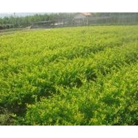 急售一批優(yōu)質(zhì)花木國槐、欒樹、合歡、青桐、白臘、大葉女貞、垂柳