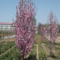優(yōu)質(zhì)龍柱碧桃樹苗|山東優(yōu)質(zhì)龍柱碧桃樹苗|，誠信為本