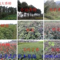 批發(fā)小苗