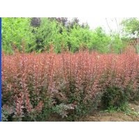 供應(yīng)紅葉小檗苗、紫葉小檗苗